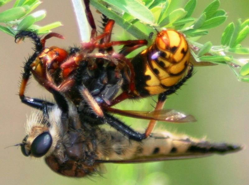 Illustration for article titled Things that make you go 'Nope': WTFlies!